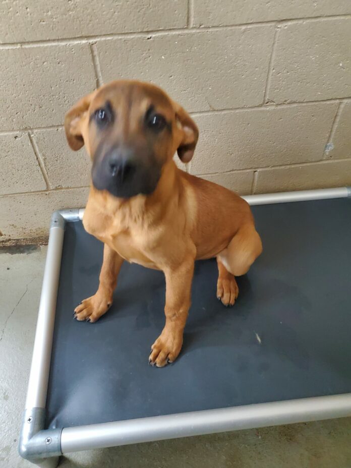 Banjo scheduled to be euth’ed with 17 other puppies sharing same heartbreaking fate