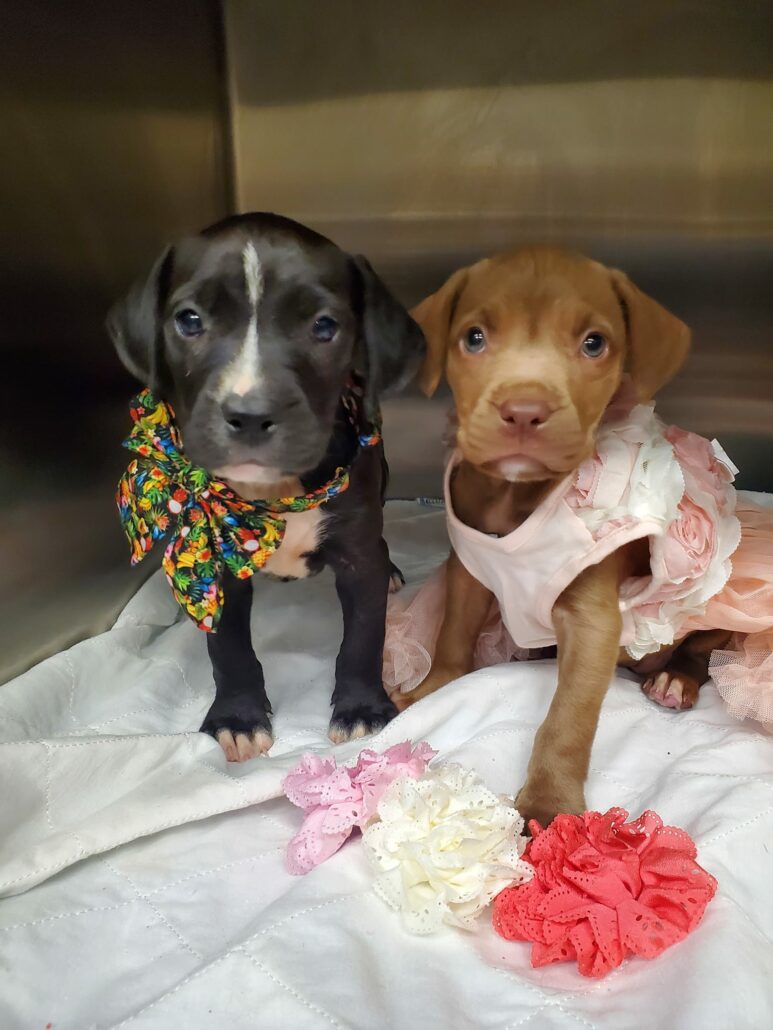 euth-list-polk-puppies-773x1030-1
