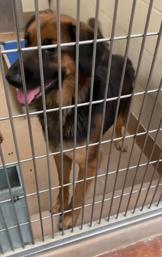 Shepherd watched as kennel mate adopted but her sadness continues and marked ‘last call’