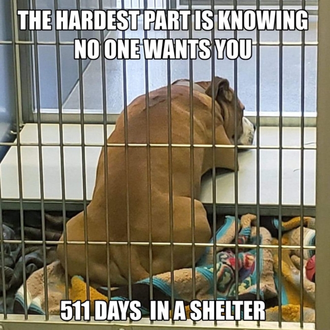 Everybody loves ‘Gary’ but nobody wants to adopt him -511 days in shelter