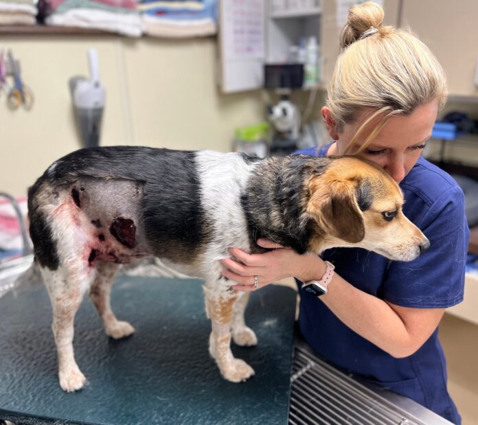 ‘Everything Beagle’ rescued after sustaining injuries in fight with another dog