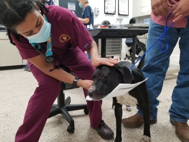 Heartless jerk shot dog in the face with an arrow