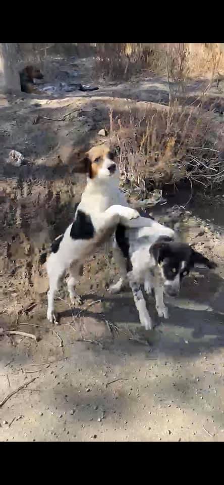 Heartless owner abandoned friendly puppies in a rock quarry and for weeks they begged to be rescued