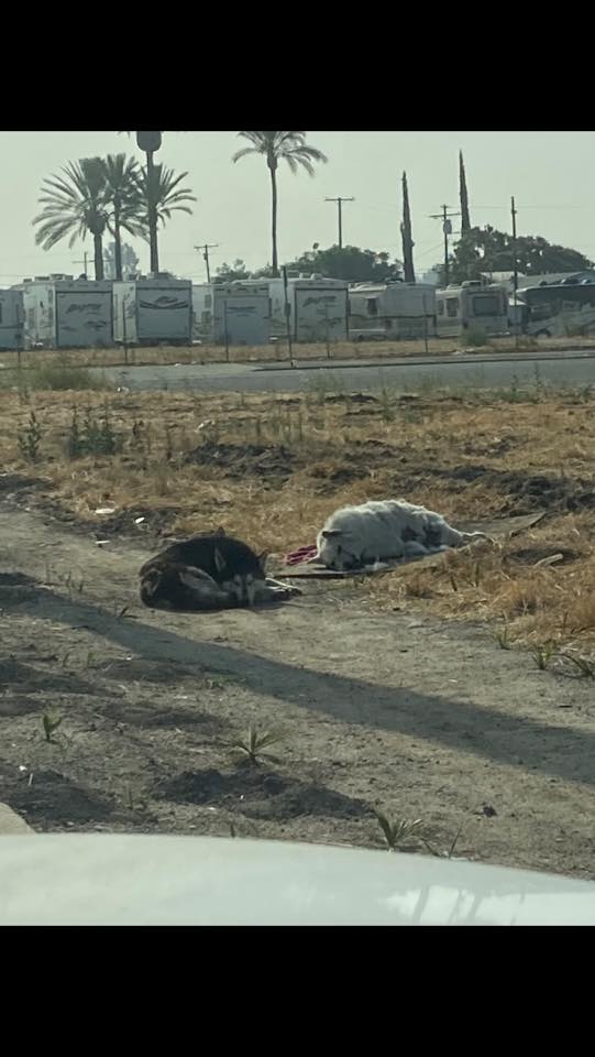 Loyal dog abandoned by humans watched over his deceased pal