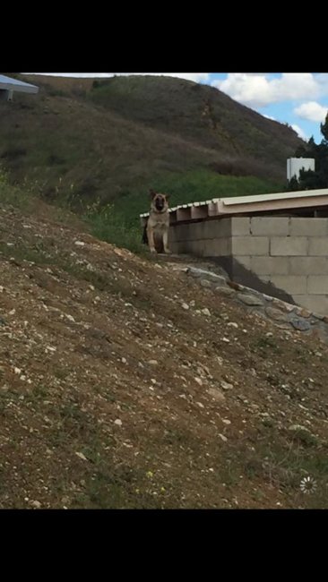 Lost and scared in the Redlands: Stray shepherd waited for help