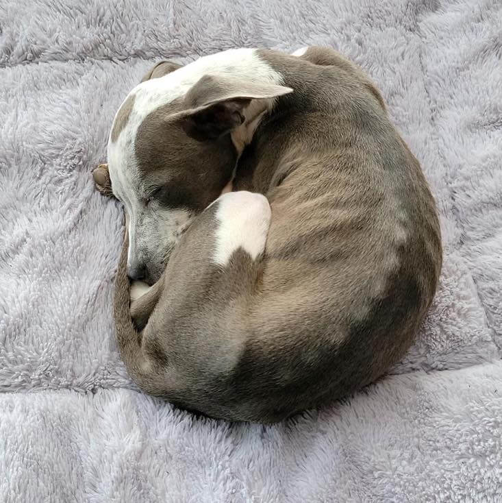 faith-the-pup-3