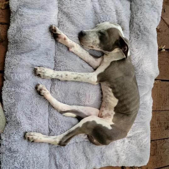 faith-the-pup-4