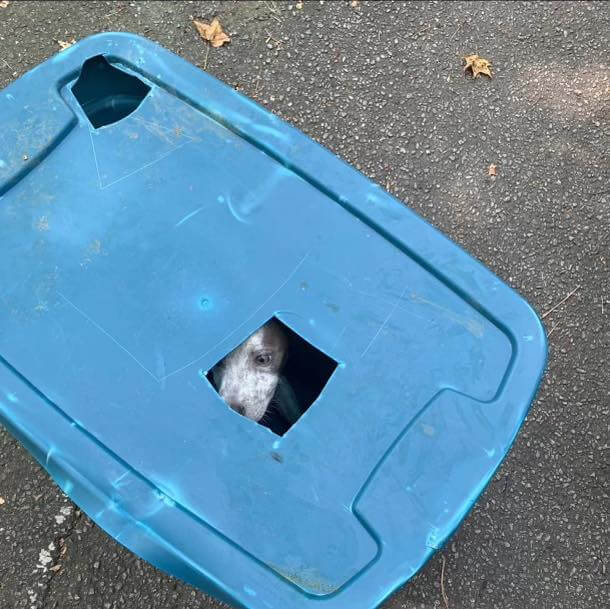 Puppy abandoned on side of road in Tupperware and overcrowded local shelter refused to help