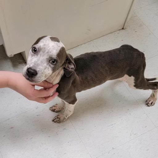 faith-the-pup1