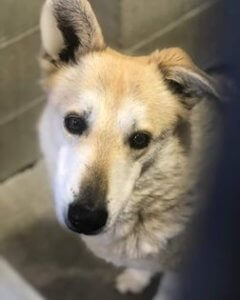 faith-the-shepherd-2-240x300-1