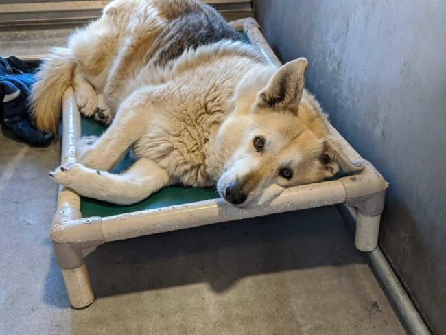 12-year-old German shepherd dumped by her owner waits to be loved