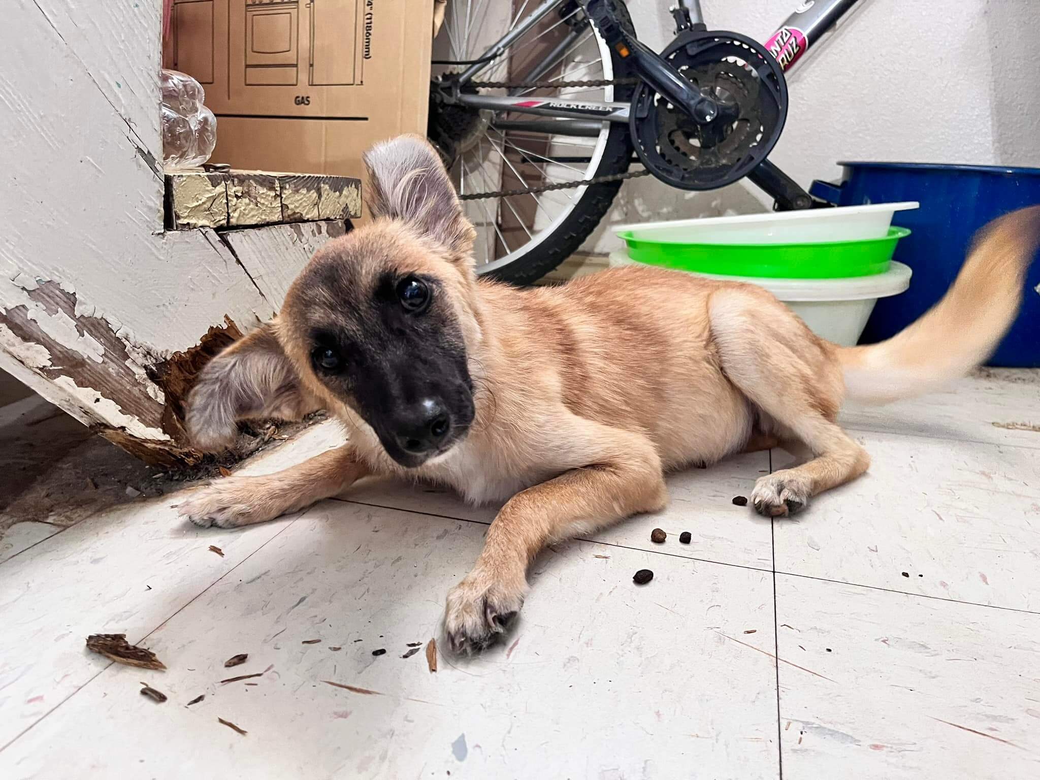 Helpless shepherd puppy headed for emergency surgery after being found dumped in Texas field