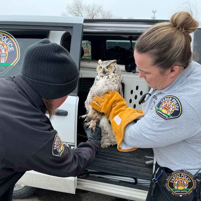 Police officer in North Dakota trudged through waist-deep snow to rescue owl with broken wing