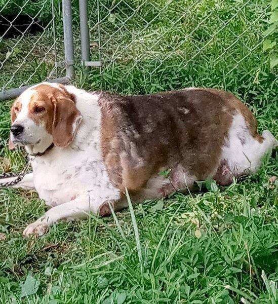 Obese beagle exiled to yard where he was hot, lonely and confused needs a special home