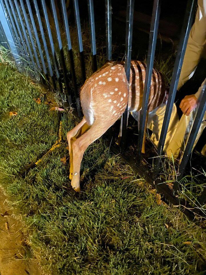 Frightened fawn stuck in fence rescued by animal control officer