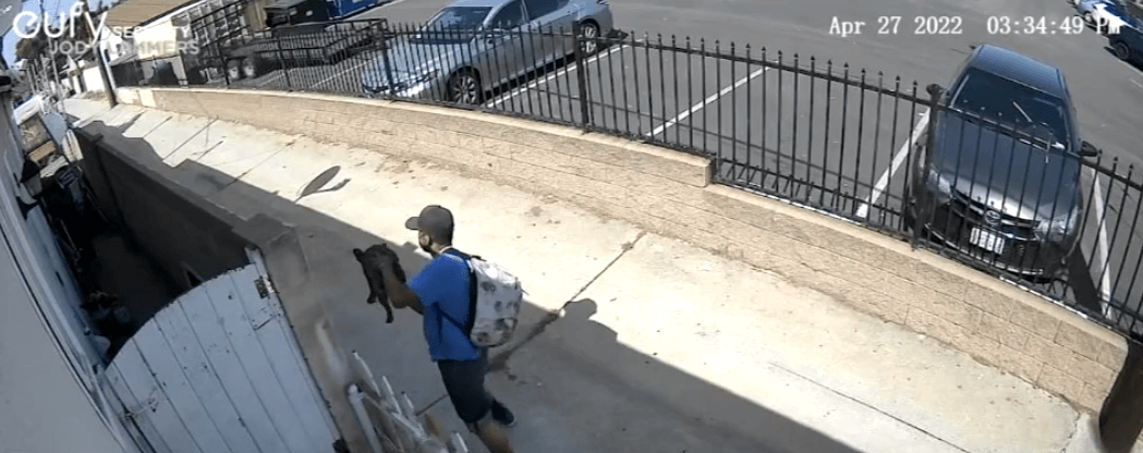 Man who snatched French bulldog from Wilmington home sold now missing pup for $20