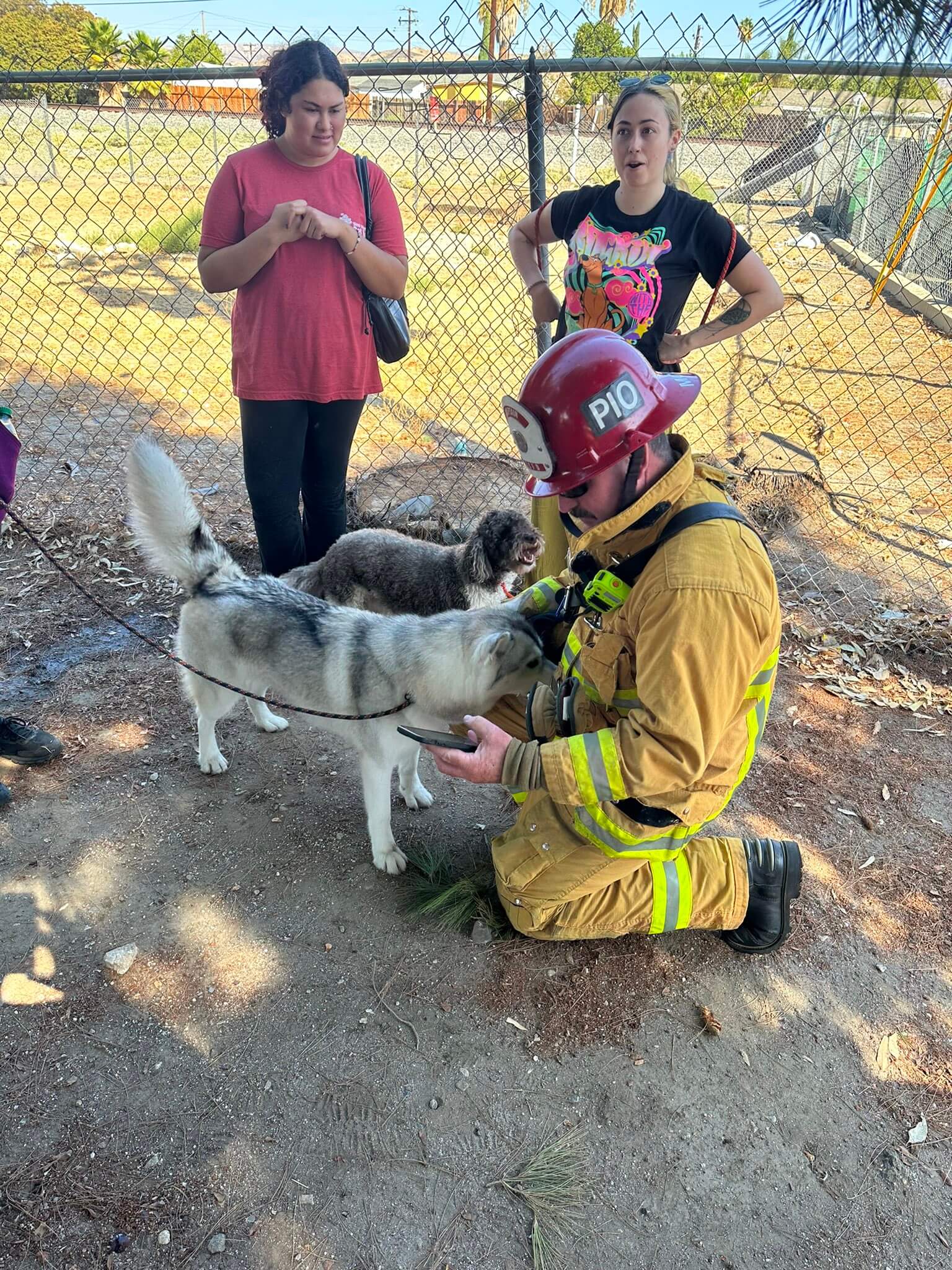 18 Dogs saved from pet resort after fire breaks out in plaza