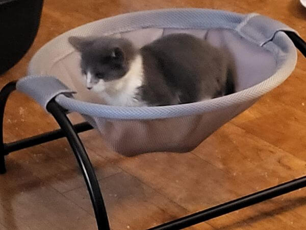 feline-solutions-2