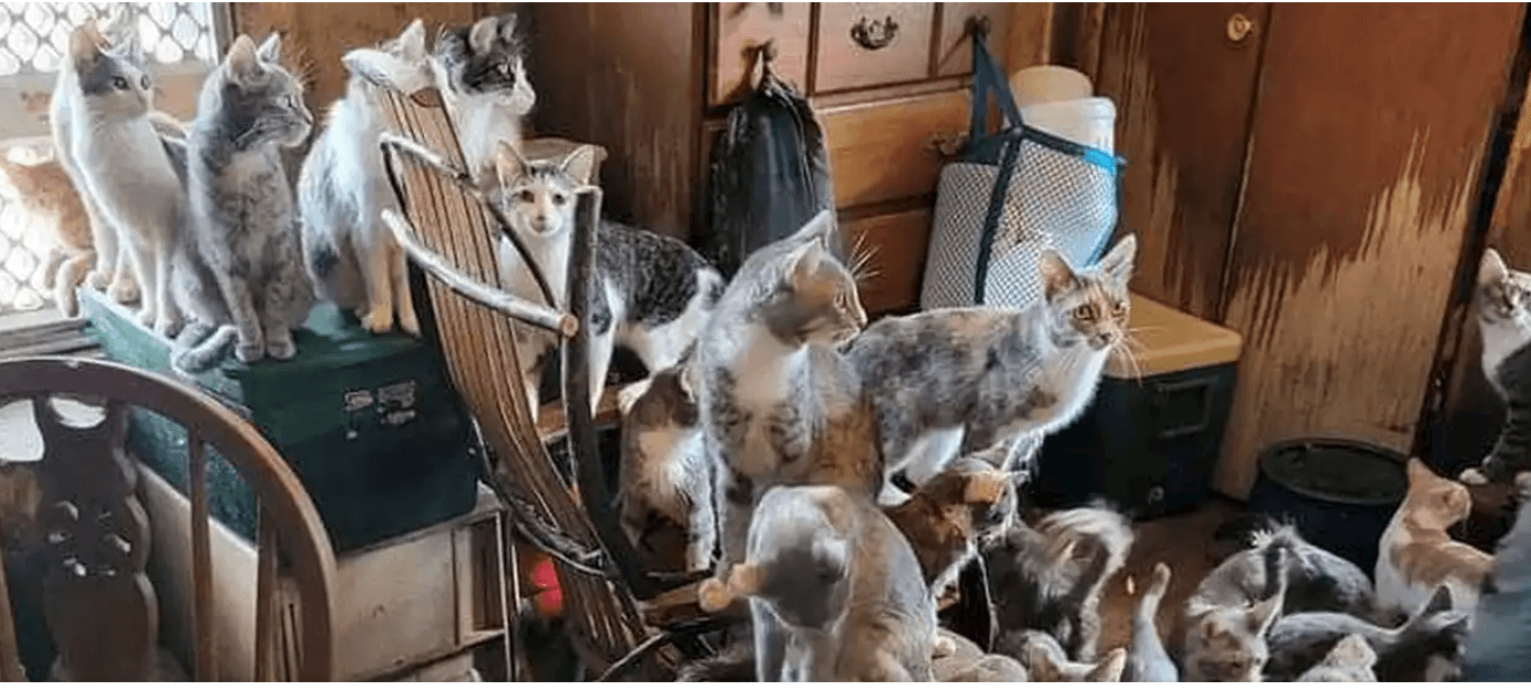 84 cats living in one room with senior woman rescued in western Pa