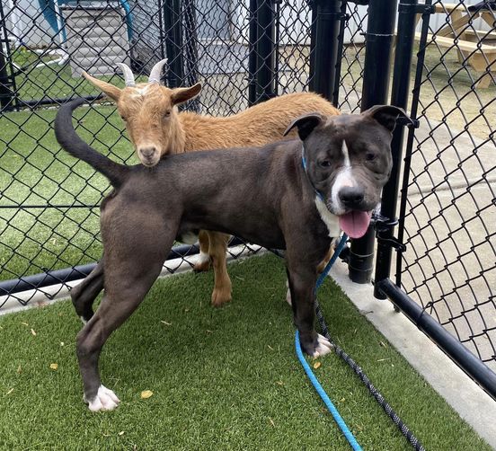 Bonded dog and goat sleep together and love each other looking for new home