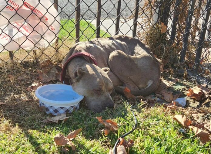 Precious and friendly pup tied by cable wire in a park needs immediate help