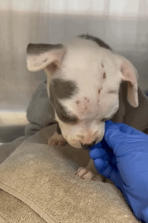 Six-week-old puppy tossed out of car window