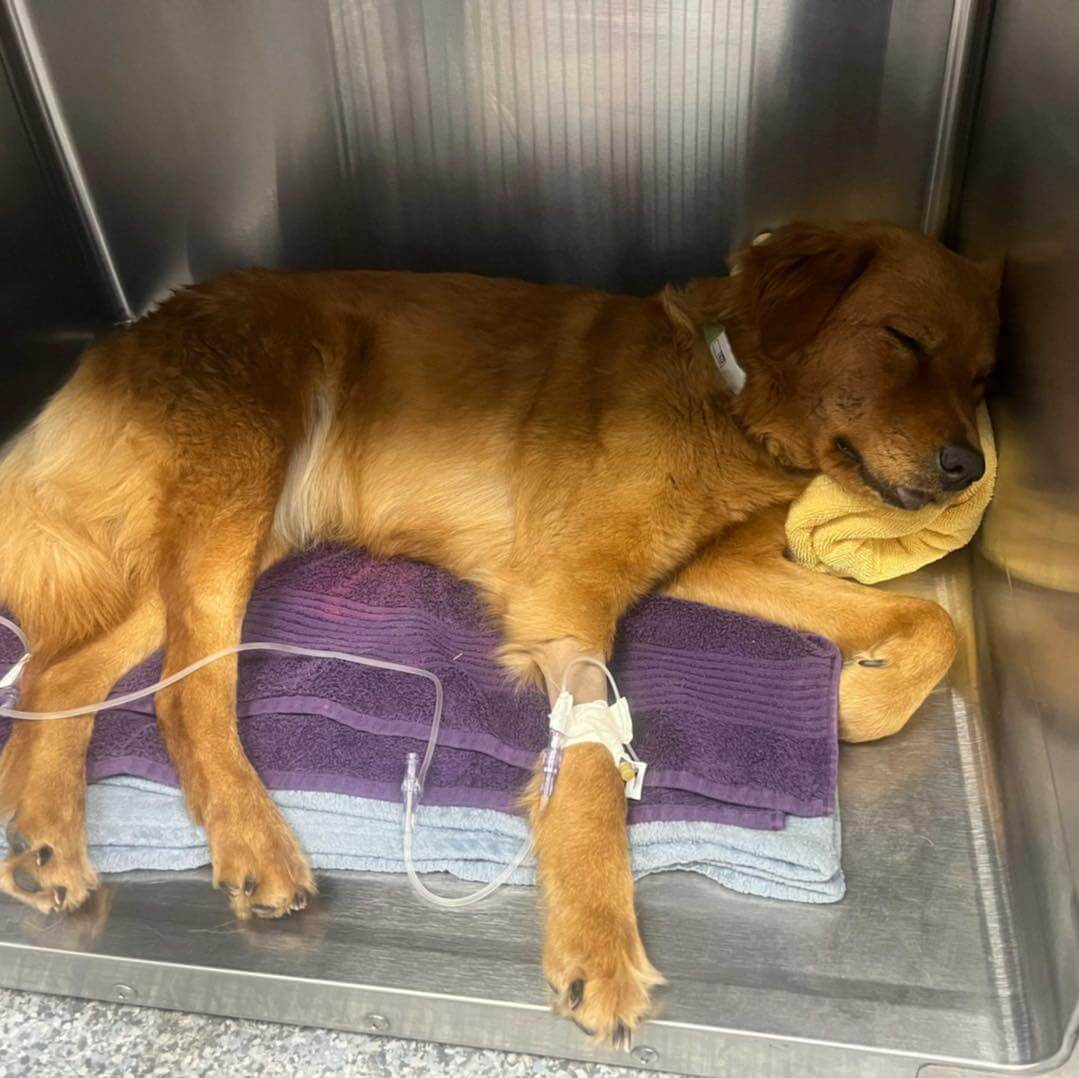 UPDATE: Dog found severely injured with her devoted companion lying by her side