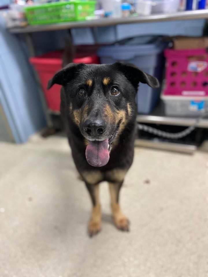 Dog dumped at North Carolina shelter after owners said their pup was ‘gay’