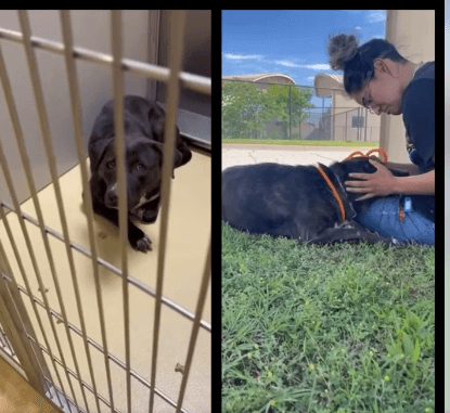 Heartbreaking ‘FF05’ feeling trapped and terrified has final deadline today at Kansas shelter