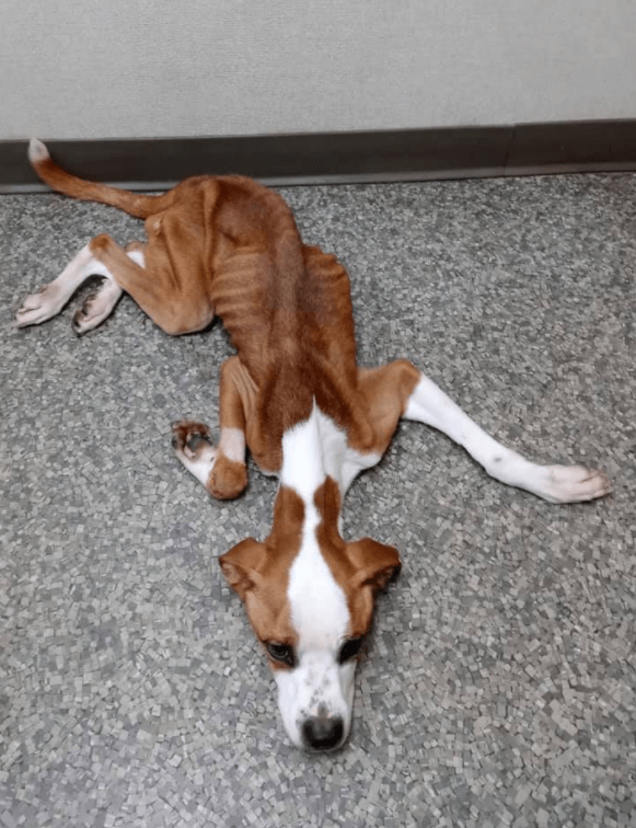 Dog in horrifying condition rescued from the streets of Youngstown making miraculous recovery