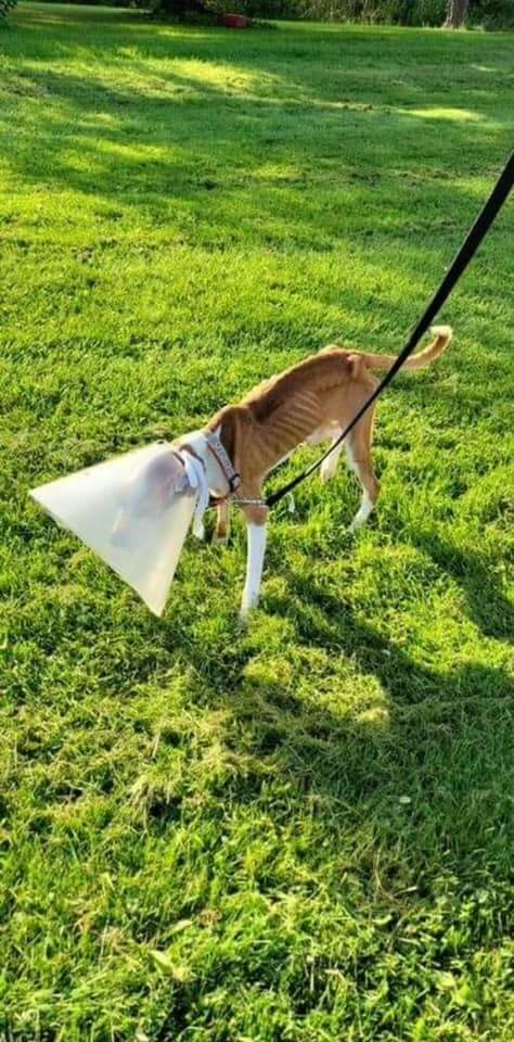 fido