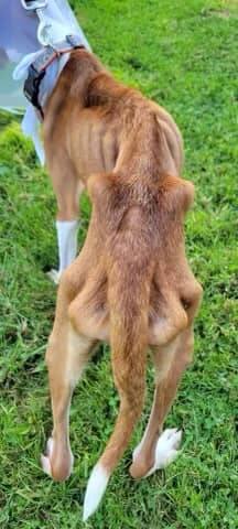 fido1