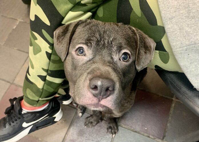 Puppy about to lose his life for being ‘too active’ while his family failed him