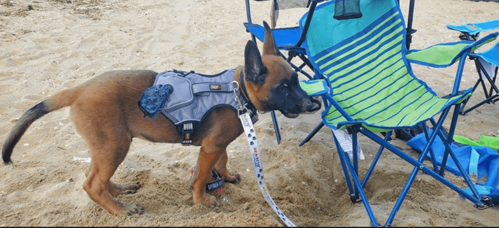 find-apollo1-1030x471-1