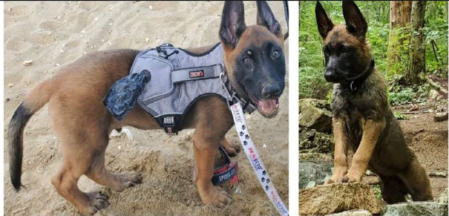 Marine Corps veteran offers $2000 reward for return of service puppy