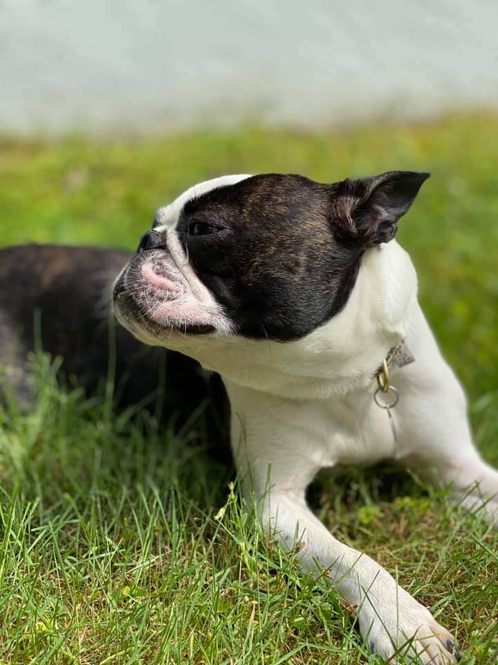 Find Fisher: Family devastated after Boston terrier went missing