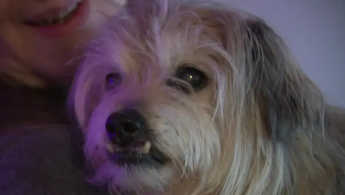 Senior Shih Tzu escaped owner’s yard and ended up at local bar having a great time