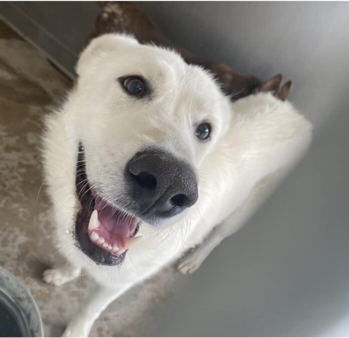 Meet Finley: Energetic adventurous Pyrenees buddy returned to shelter because he was ‘too big’