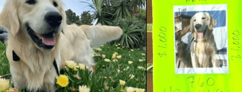 UPDATE: Golden retriever reunited with owner after suspected Amazon driver thief arrested