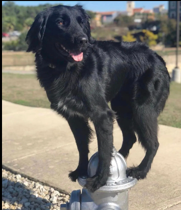 Finn service dog