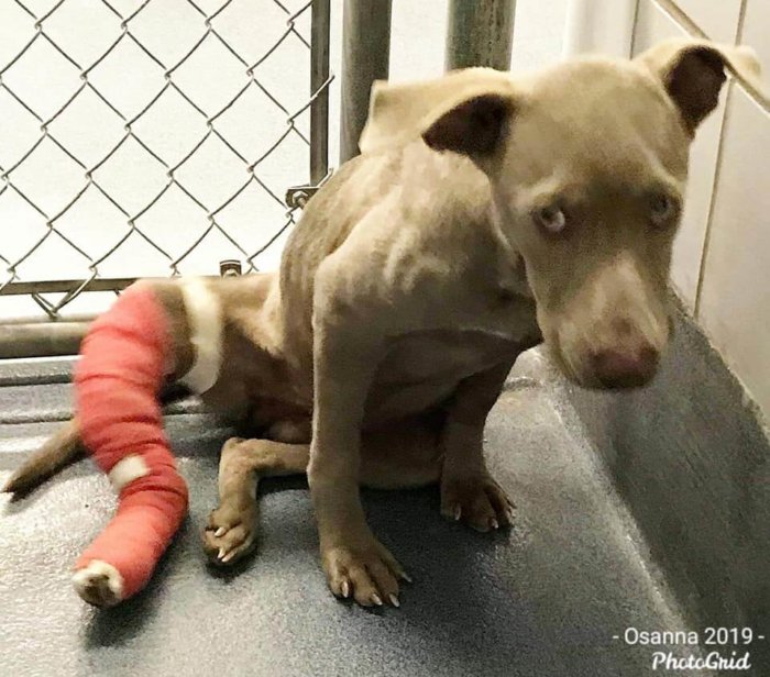 Beyond urgent: Fiona deserves better and needs help now