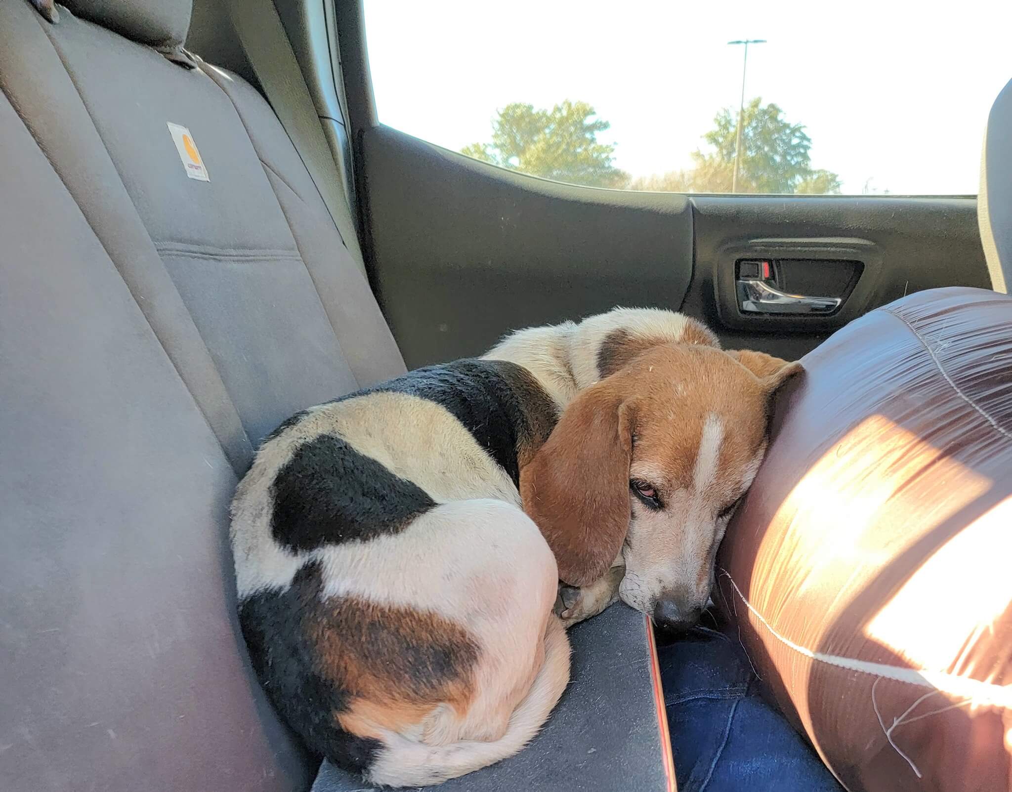 Dog frozen in fear in middle of freeway saved when someone became her voice and reached out for help