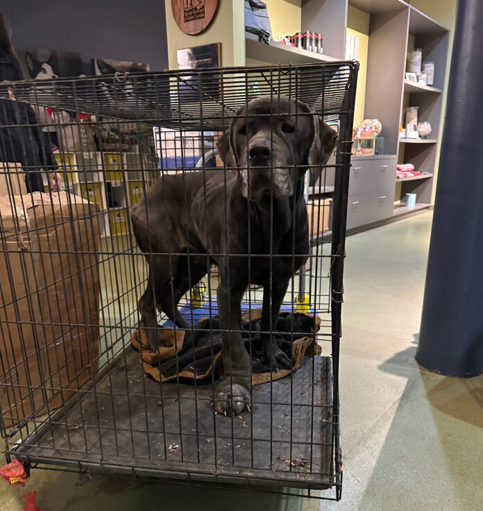 Good Samaritan helps rescue sweet dog abandoned in crate full of firecrackers