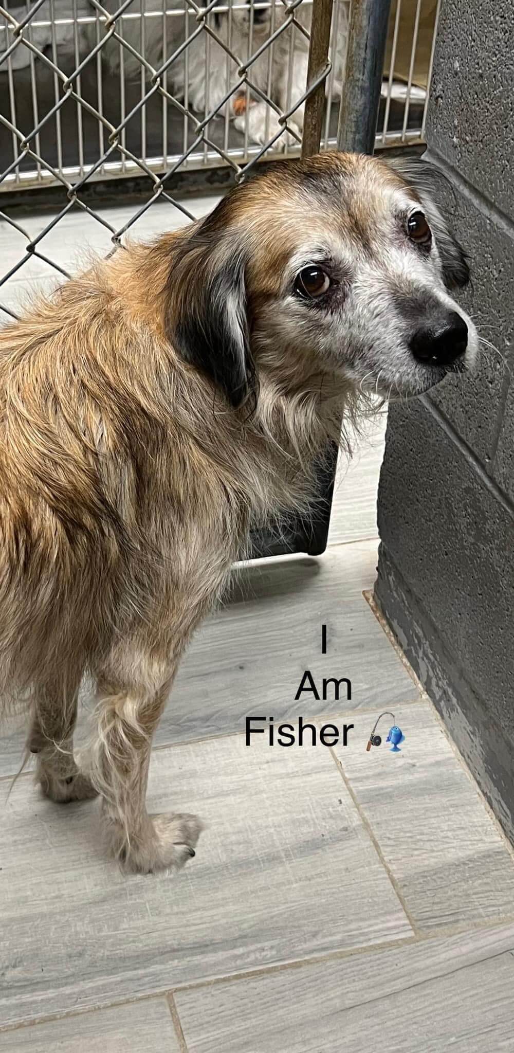 Tissue alert: Senior dog’s life turned inside out but a loving family can help Fisher heal