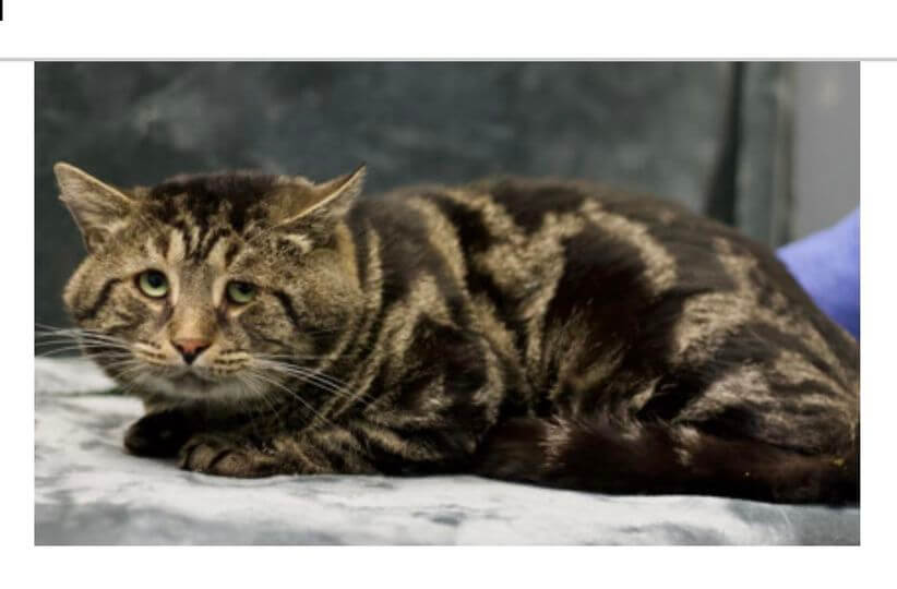 ‘Sad and depressed and only eats with company’ cat whose story went viral has been adopted