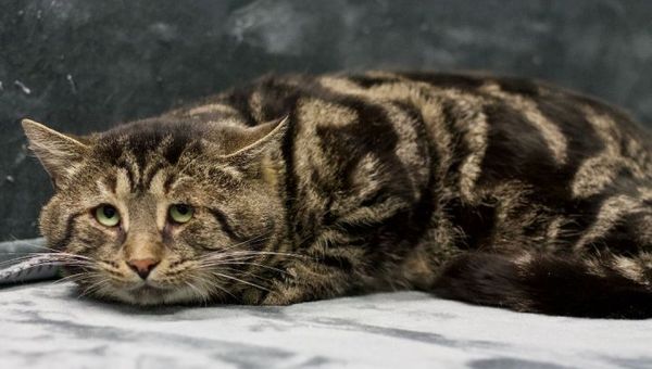 fishtopper-the-cat2
