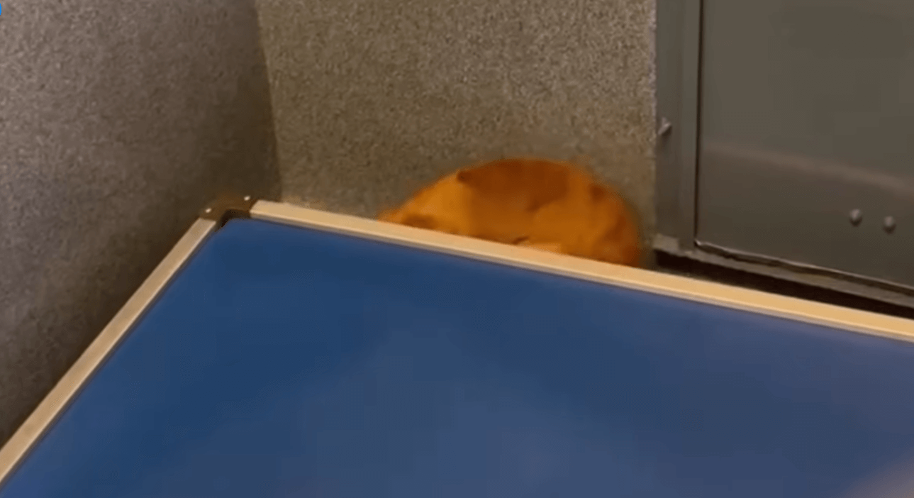 Help needed: Traumatized dachshund surrendered to crowded California shelter spends most of his time hiding under his bed