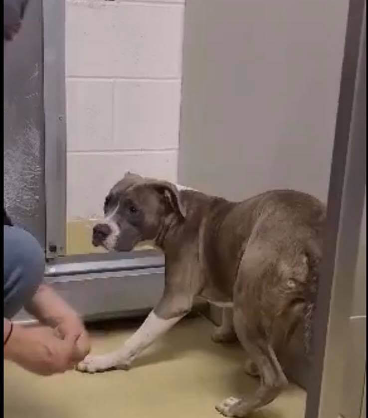five-dogs1