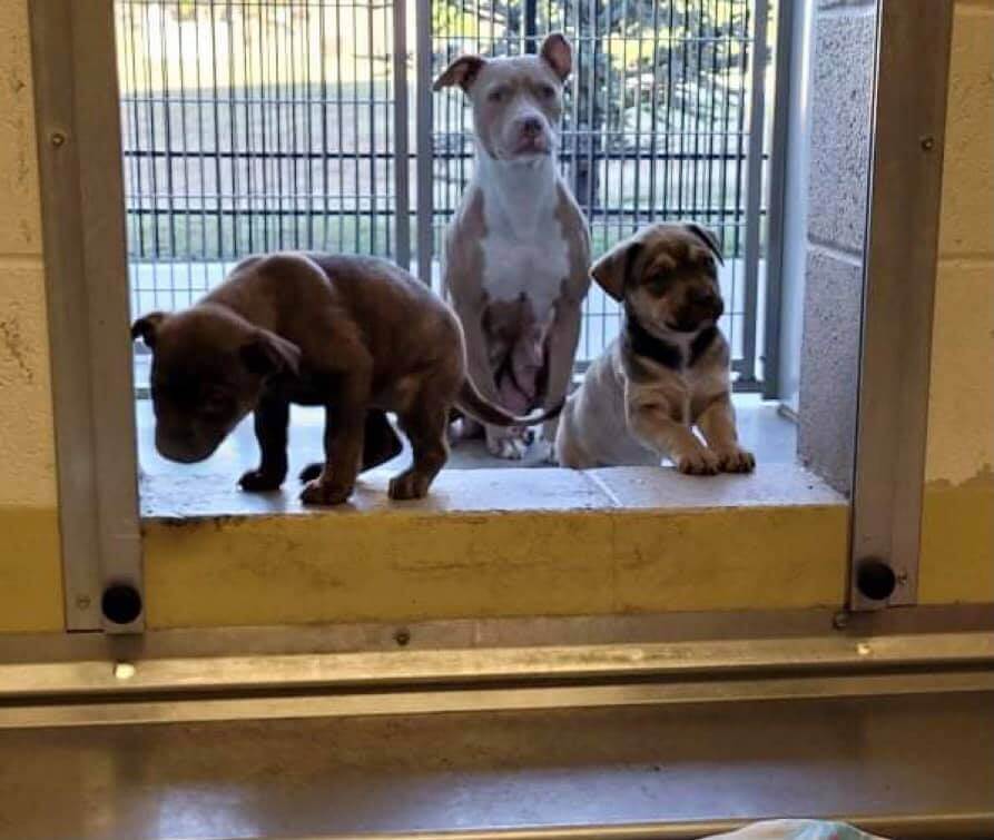 Wichita Animal Shelter nearly full as five scared dogs whose owner died face critical crisis