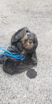Florida man arrested after allegedly throwing 16 year old dog in dumpster after pet’s owner died